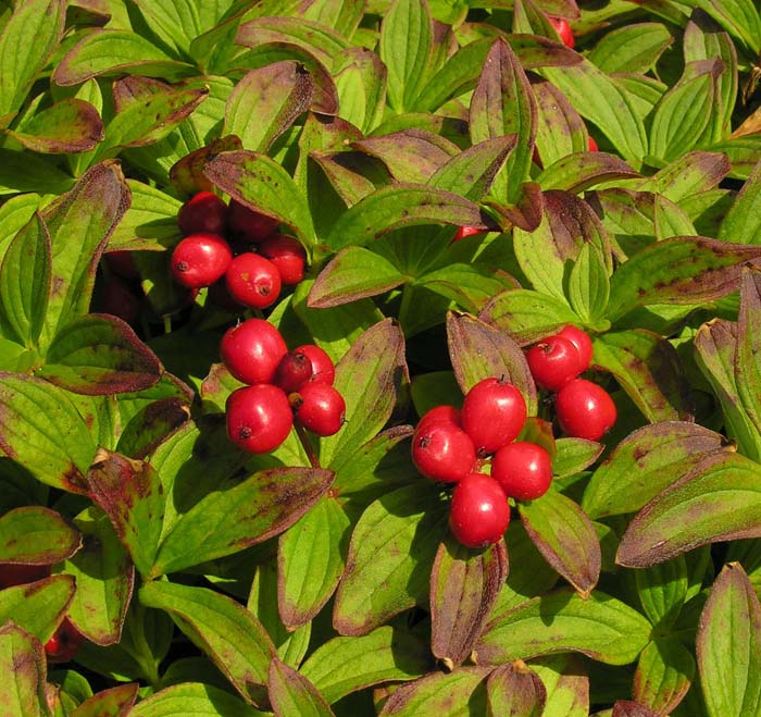 Cornus suecica North American Rock Garden Society